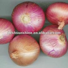 supplying Chinese lowest price fresh red onion