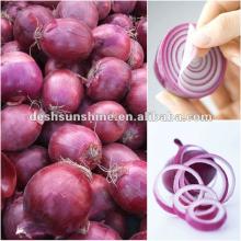supply China good quality fresh red big onion