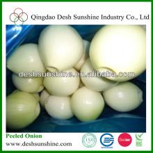 China Peeled Onion in Bulk for  Export 