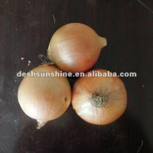 2012 New Crop Top Quality Yellow Onions