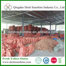 market yellow onion/ golden onion price
