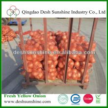 2013 new crop fresh yellow onion specification