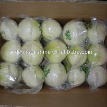 2012 new crop vacuum packed peeled onion