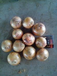 Cheapest Fresh Yellow Onion