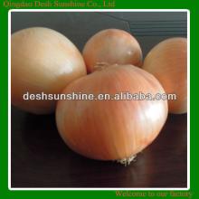 2013 new crop yellow onion, fresh yellow onion exporter