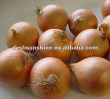 Chinese 2013 new crop yellow onion, fresh onion