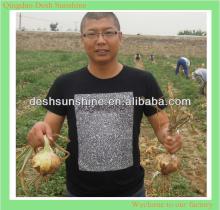 2013 new crop 40mm-70mm red onions market price