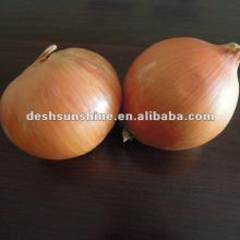 supply China new crop high quality types of red and yellow onions