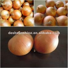  2013   new   crop   onion s, cheapest fresh round  onion s