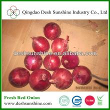 2013 bulk red onions, fresh onions for sale