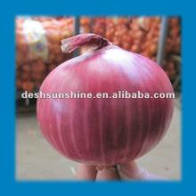 2012 New Crop onion seasoning(good quality,cheap price)