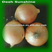 Export new fresh  holland  onion price