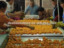 honey-sweet mandarin