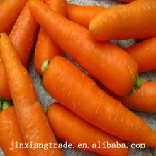 fresh carrot