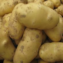 Fresh potato