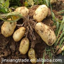 Fresh potato vegestable