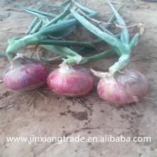 Fresh Onion