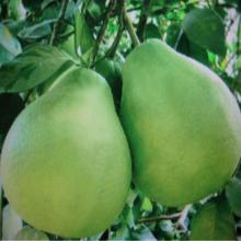2014fresh Pomelo High Quality peel