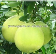  Chinese   pomelo --Direct factory with lowest Price
