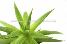 NATURAL ALOE VERA EXTRACT / POWDER ALOEVERA