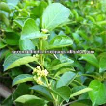  Gymnema   extract  GMP,  Gymnema   extract  75% Gymnemic Acid /  Gymnema   sylvestre   extract  25% / Gurmar Extr