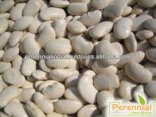 Halal certified White Kidney Bean Extract/ HPLC Phaseolus vulgaris/ White Kidney Bean Extract powder