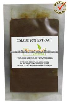 HALAL Coleus Forskohlii / GMP Coleus Forskohlii DRY Extract 90% by HPLC