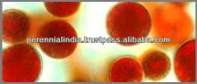 Natural  Astaxanthin  from Haematococcus pluvialis