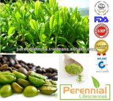 Green   Coffe e  bean s Extract 60% Chlorogenic Acid / GMP  Green   Coffe e  bean  Extract P.E / ISO  Green  Coff