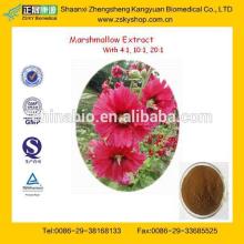 100% Natural Althaeae Officinalis Extract from GMP Certificated Manufacturer