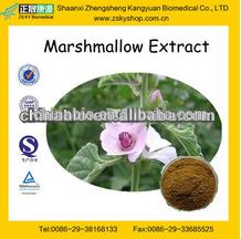 Marshmallow Flower Extract from GMP Manufacturer