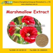 Manufacturer Marshmallow Root Extract Powder