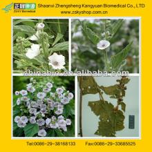 Marshmallow Extract/Hollyhock Extract from GMP manufacturer