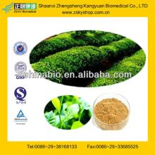 GMP Factory Supply Green Tea Extraction Polyphenols Powder 50%-98%