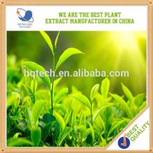 High Quality Green Tea Extract herb extract made in China