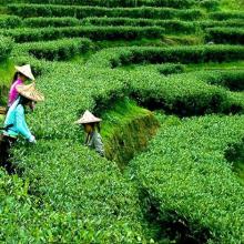 Chinese High Quality fresh green tea