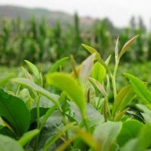 High Quality green tea wholesale price