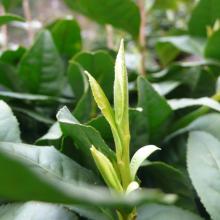 Chinese High Quality green  tea   herbal   tea 