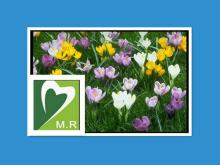 High quality Saffron powder Extract by factory