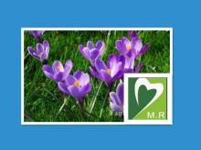 Pure Natural Saffron PE extract for good health