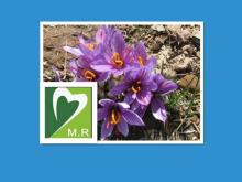 100% natural - Saffron extract - Women s beauty product