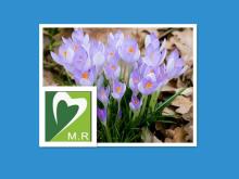 100% Natural  Saffron  Extract by factory with lower price for good Health