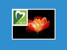 ISO Products Saffron Extract By Factory