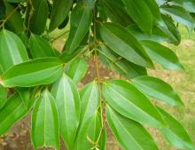 Cinnamon Extract Powder