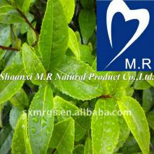 Natural Green Tea Polyphenol 98%