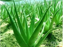 Aloe Extract.-----Natural Products