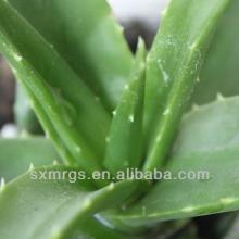 Aloe Essential Oil For Skin