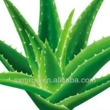 100% Organic & Pure Aloe Oil Free Sample