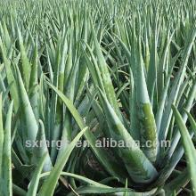 Health & Medical  Plant   Extract  Aloe Oil  Capsule s