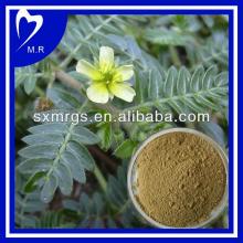 90% Saponins tribulus terrestris powder